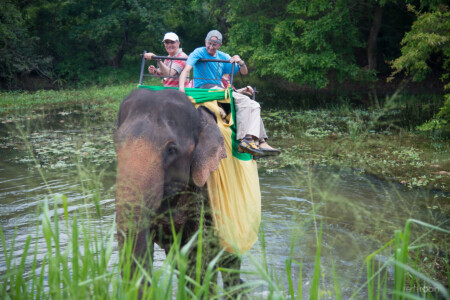 ballade reposante à dos d'éléphant.